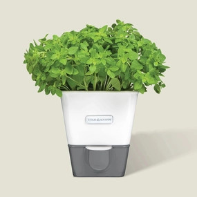 Cole & Mason Burwell Self-Watering Potted Herb Keeper Kitchen,modern kitchen essentials