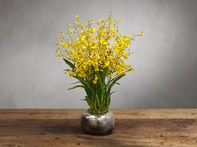 Faux Dancing Orchid in Artisanal in Pot Home Decor & Accessories,decorative home accessories