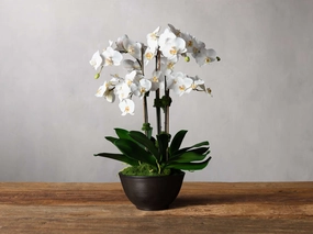 Faux White Orchids in Bronze Terracotta Bowl Home Decor & Accessories,decorative home accessories