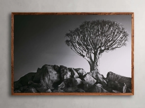 Kokerboom Framed Print Wall Art,canvas wall art set