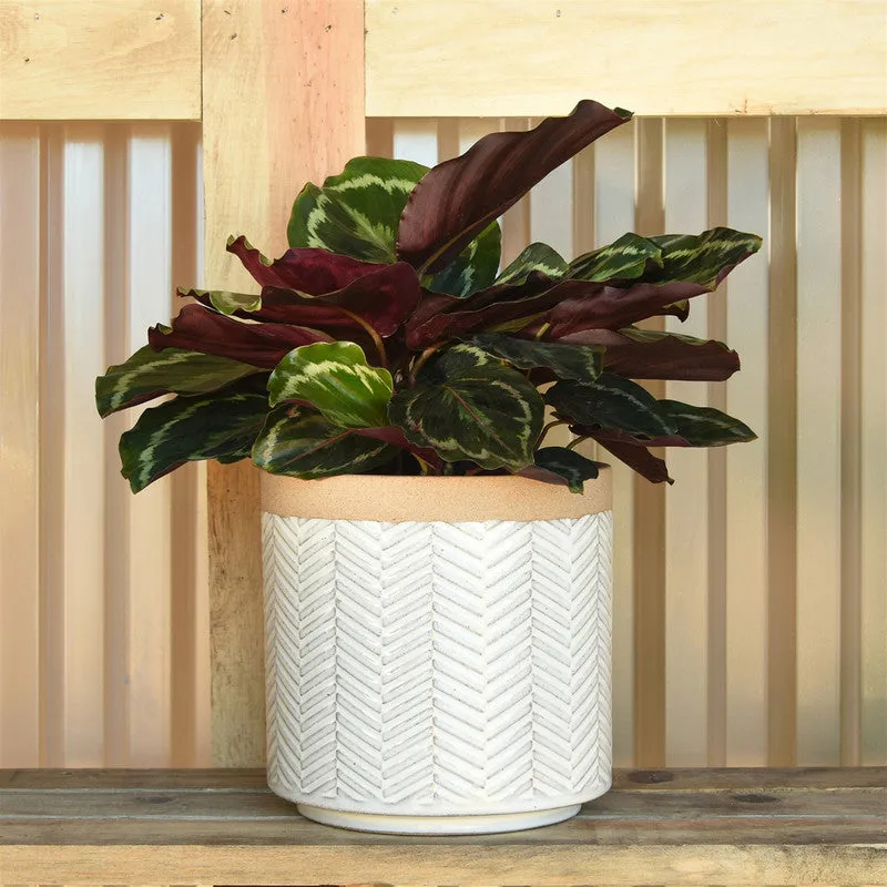 Ramos Banded Chevron Cachepot, Stoneware - 6"