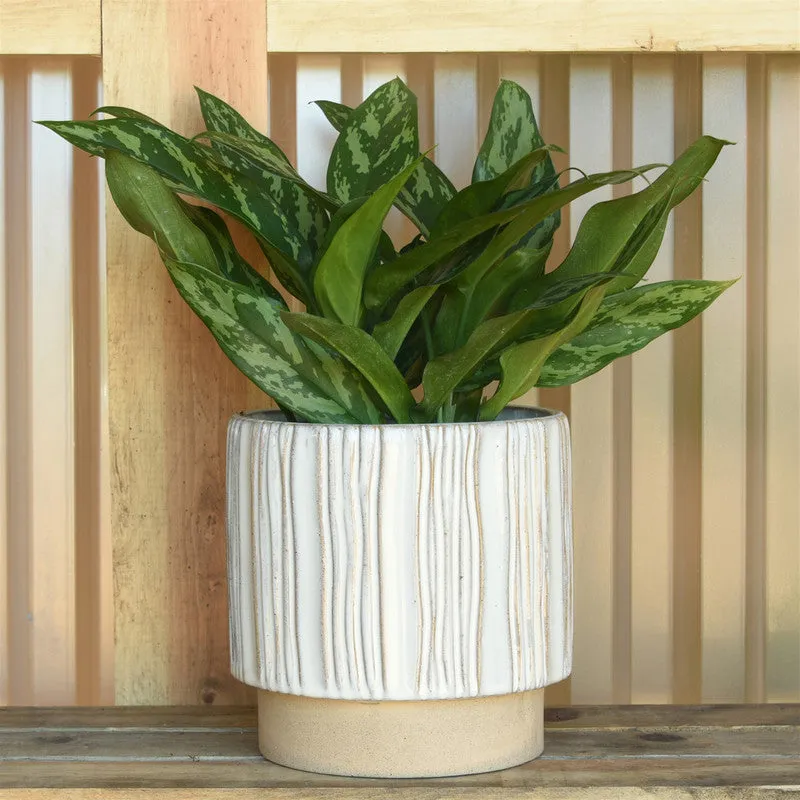 Ramos Vertical Stripe Cachepot, Stoneware - 6"