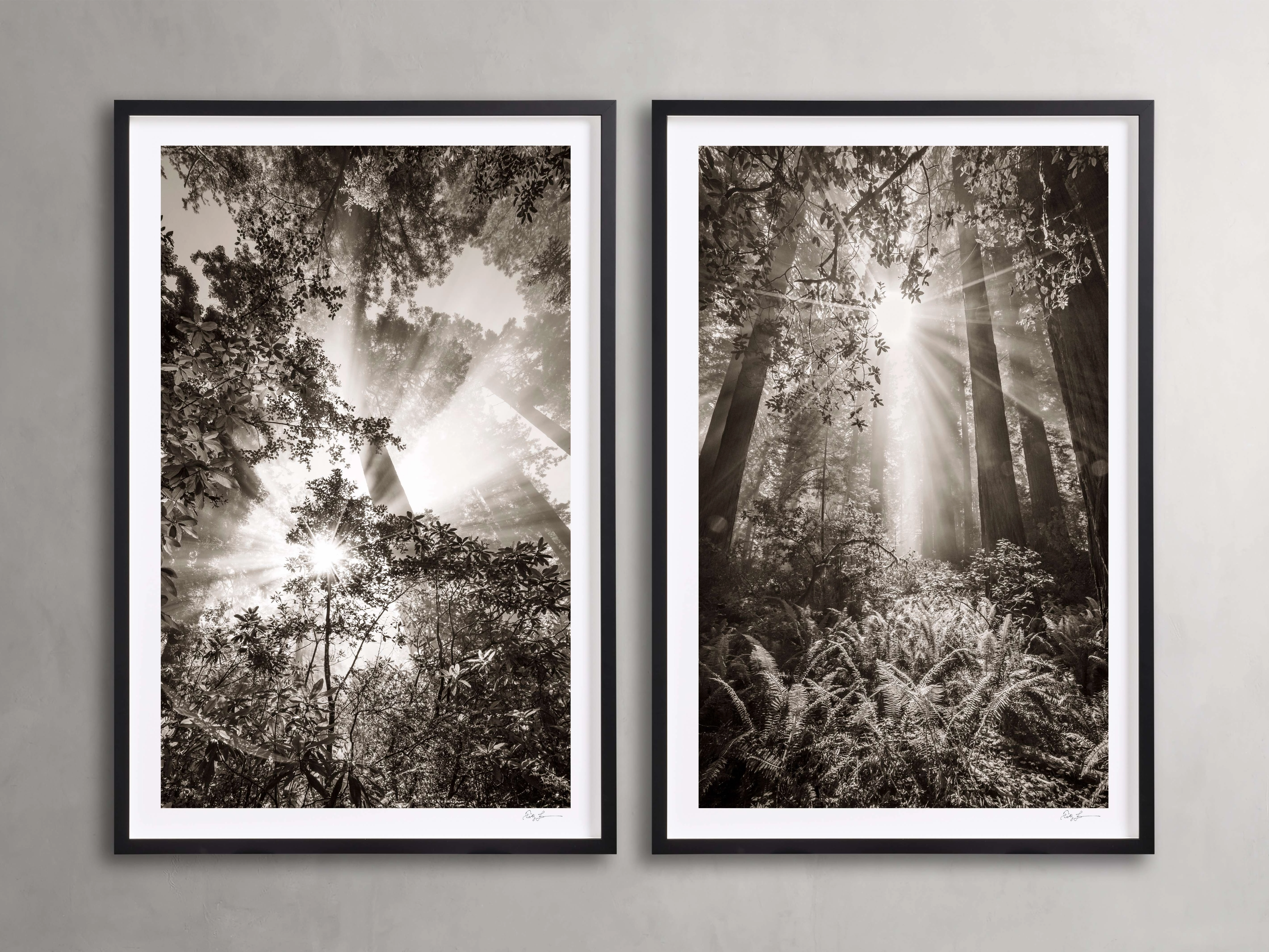 Redwoods I (Set of 2) Wall Art,canvas wall art set