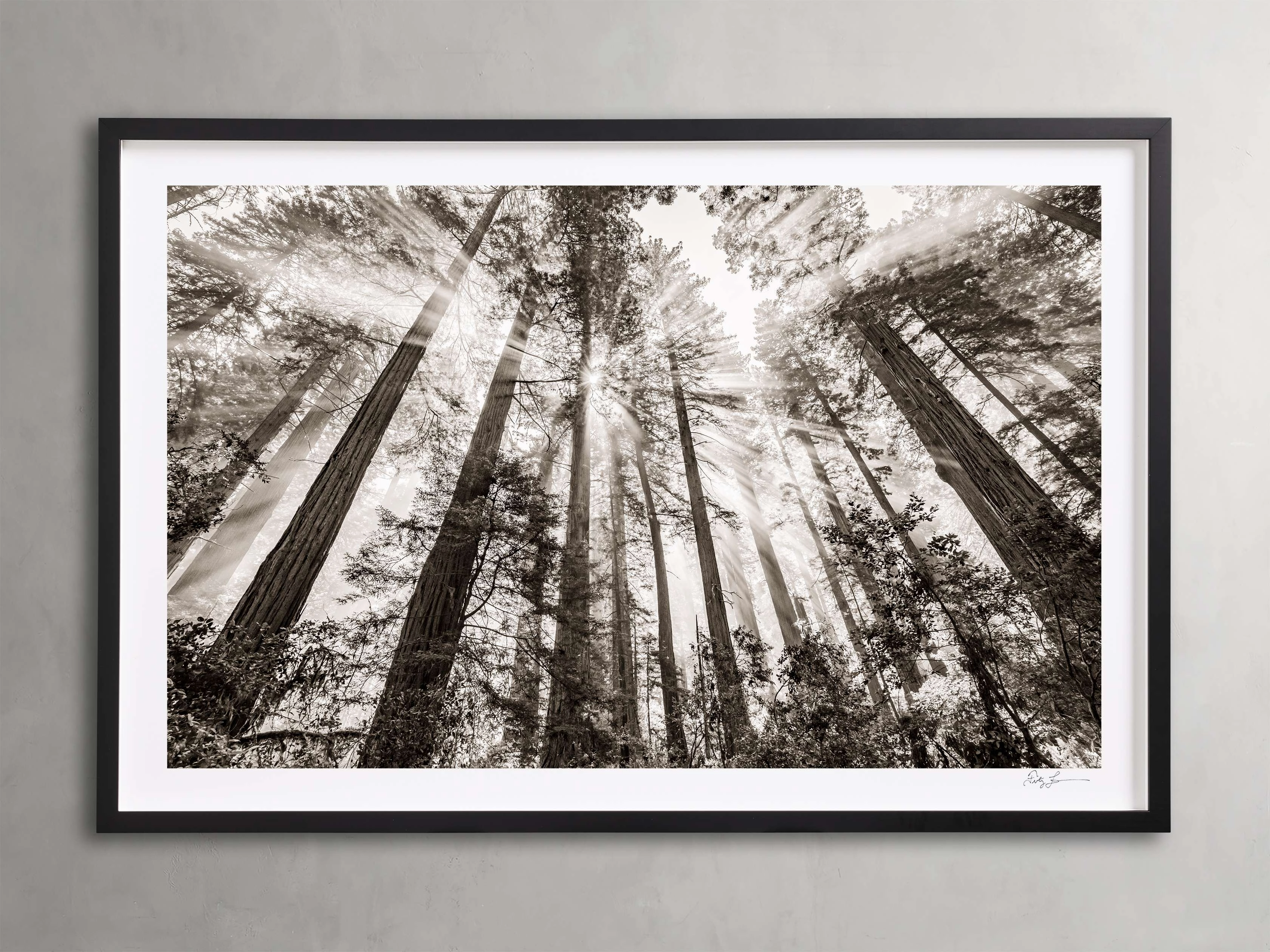 Redwoods II Framed Print Wall Art,canvas wall art set