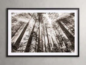 Redwoods II Framed Print Wall Art,canvas wall art set