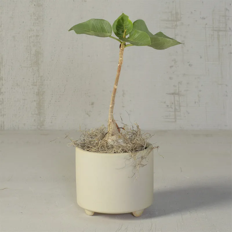 Simon Footed Planter, Ceramic, White - Sm - Matte White