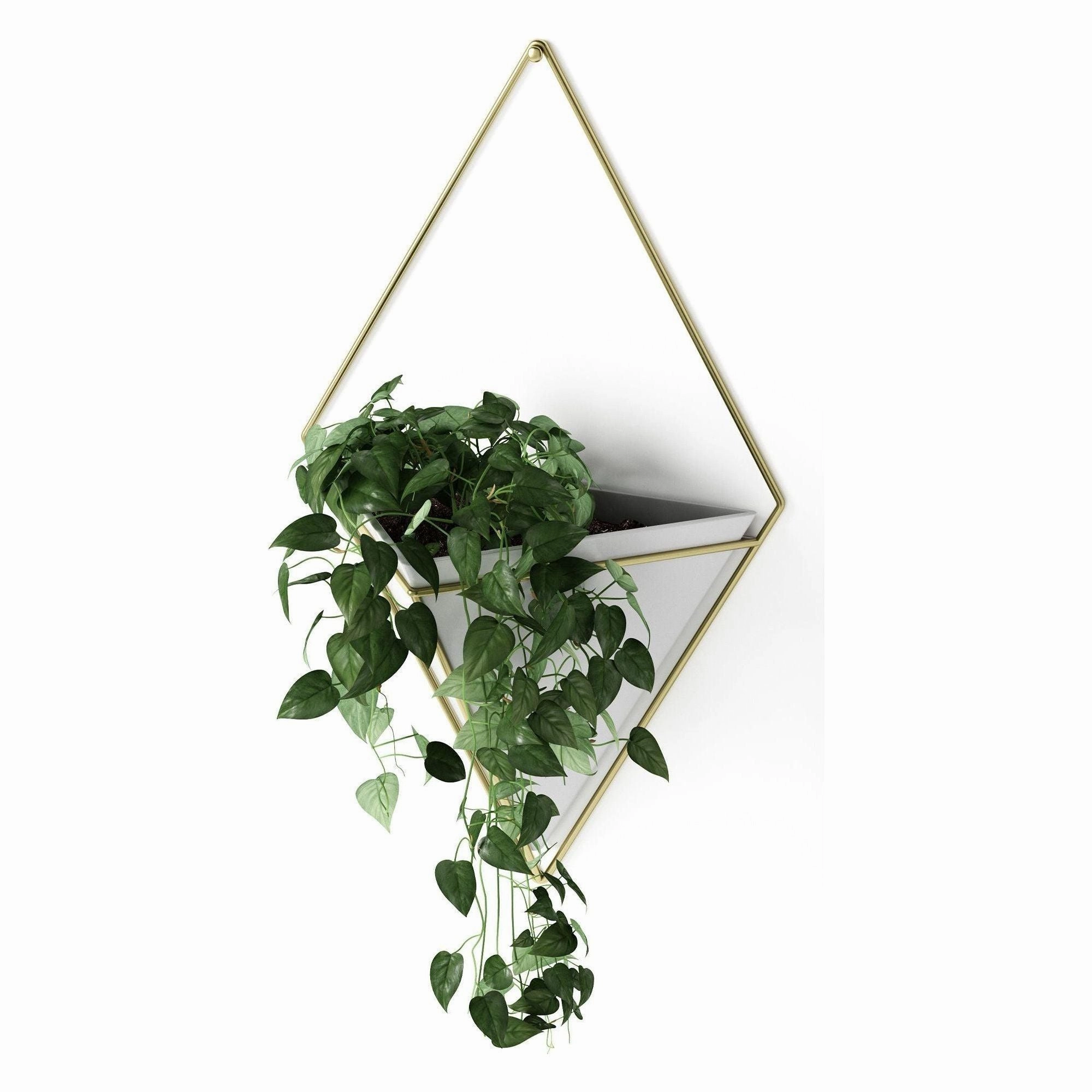 Trigg Wall Display
