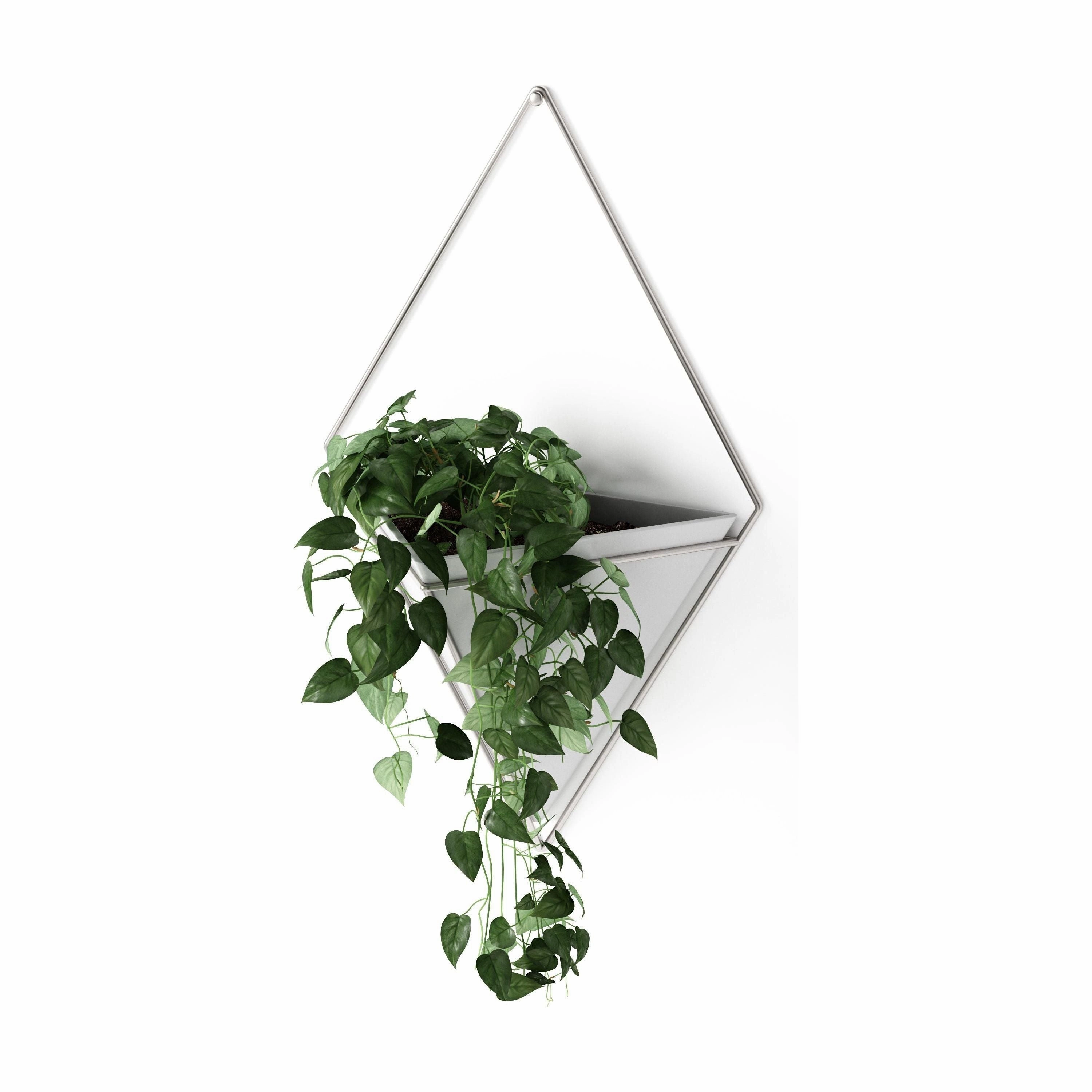 Trigg Wall Display