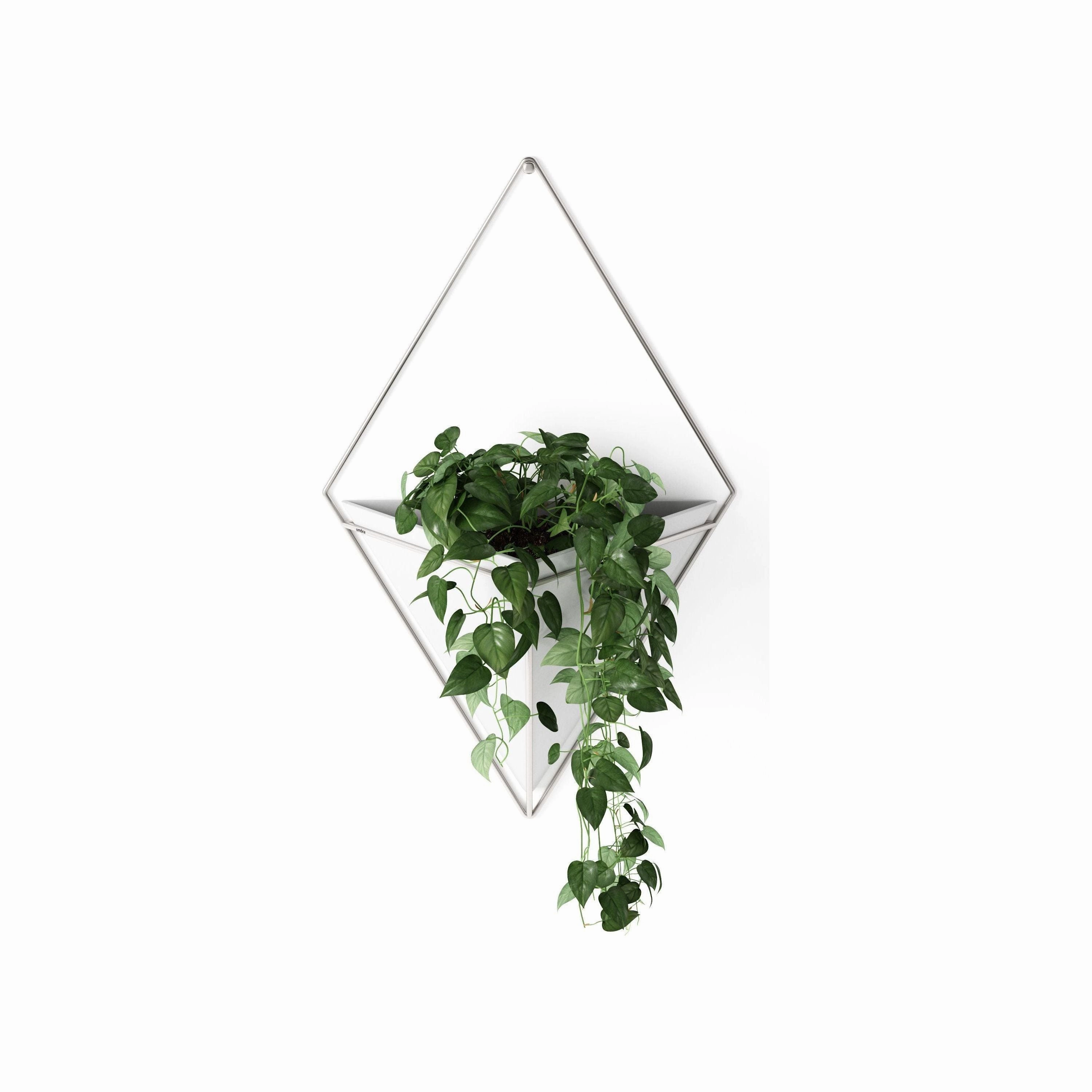 Trigg Wall Display