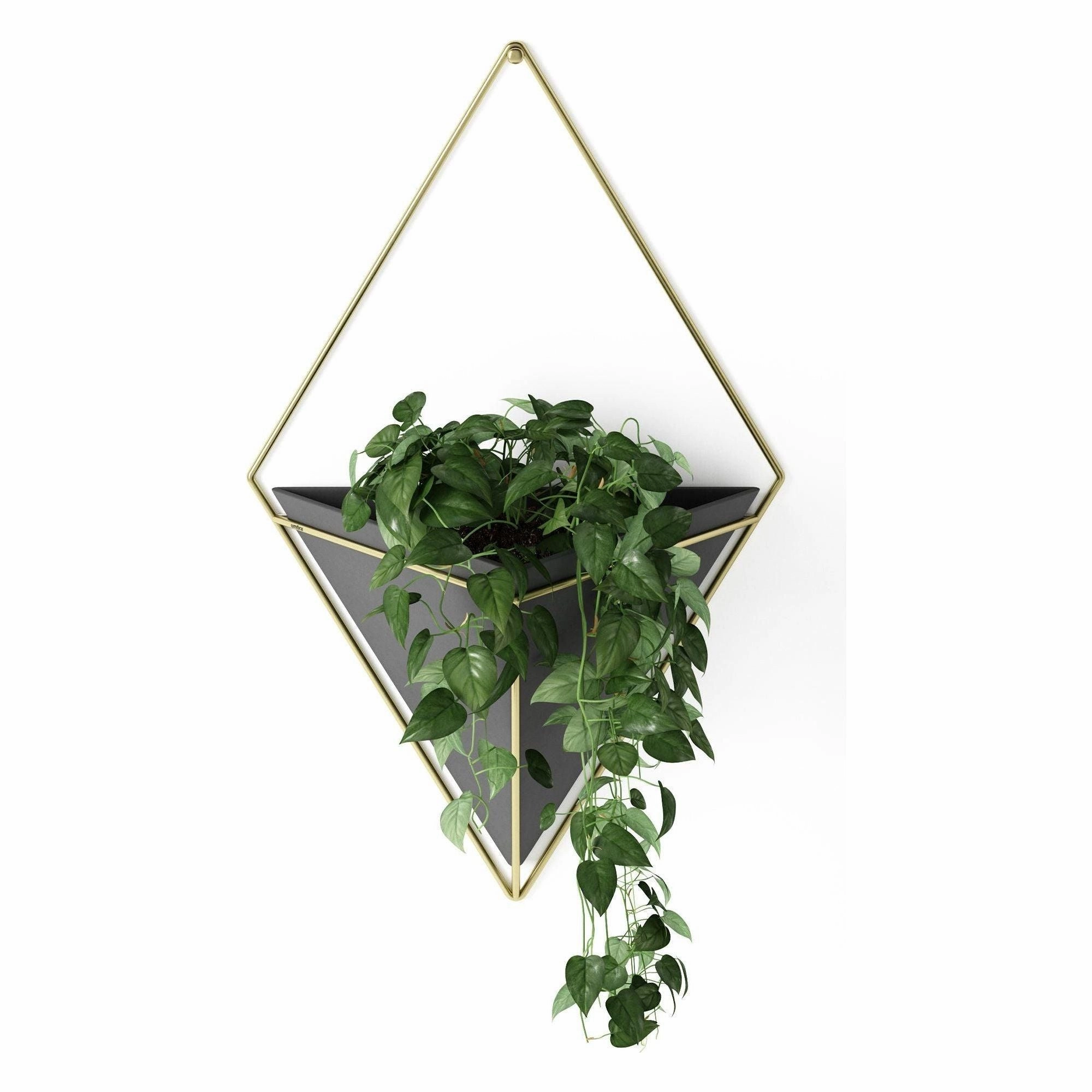 Trigg Wall Display