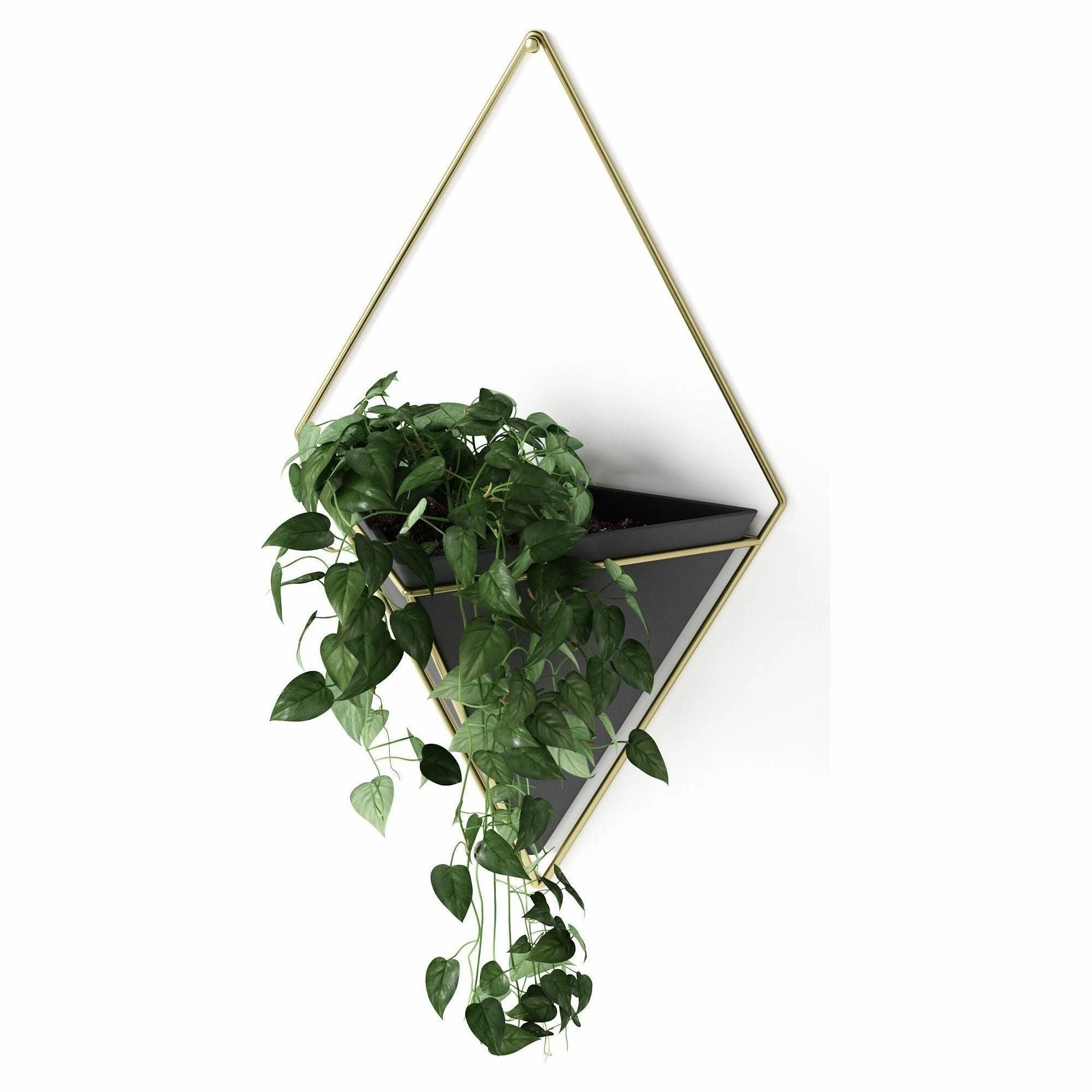 Trigg Wall Display