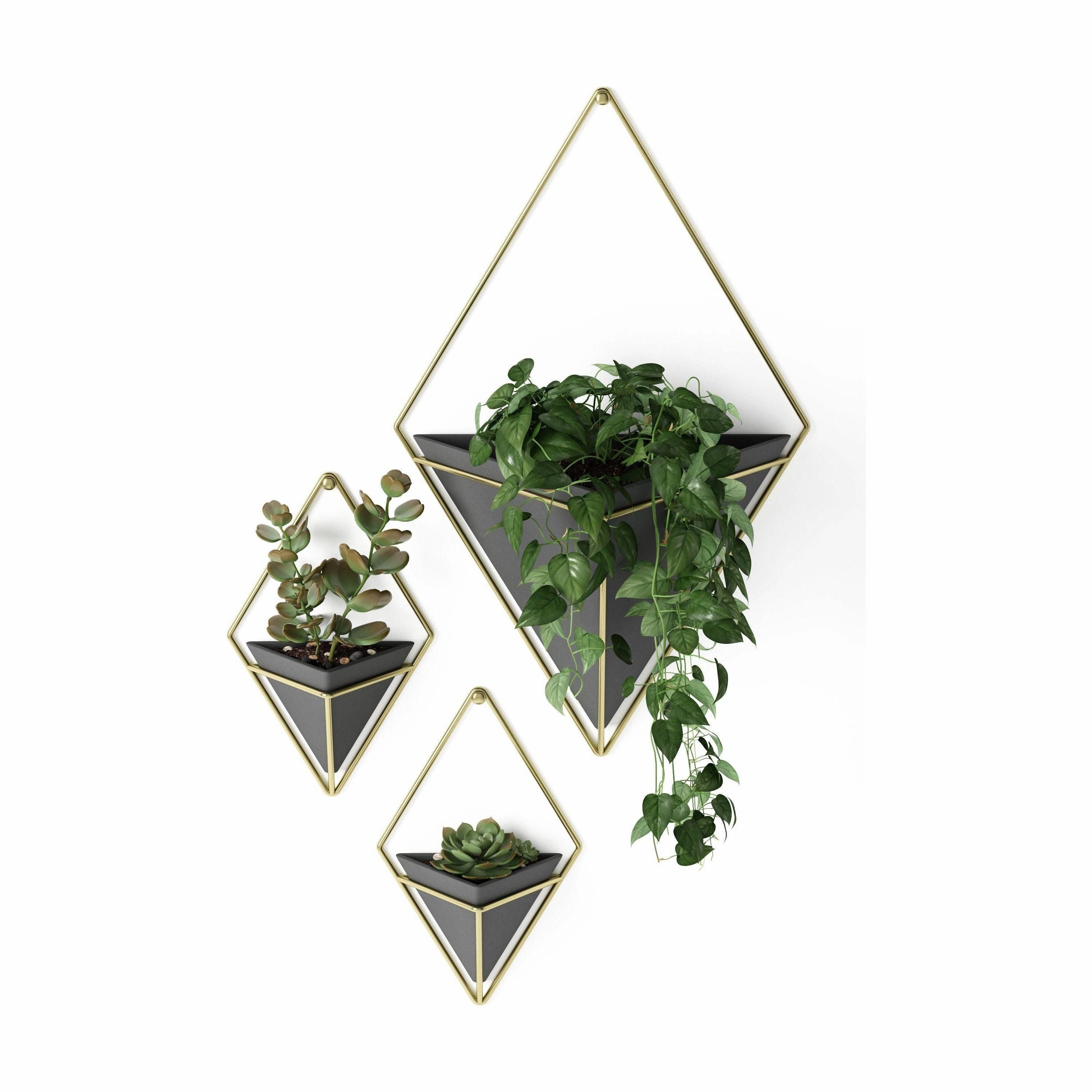 Trigg Wall Display (Set of 2)