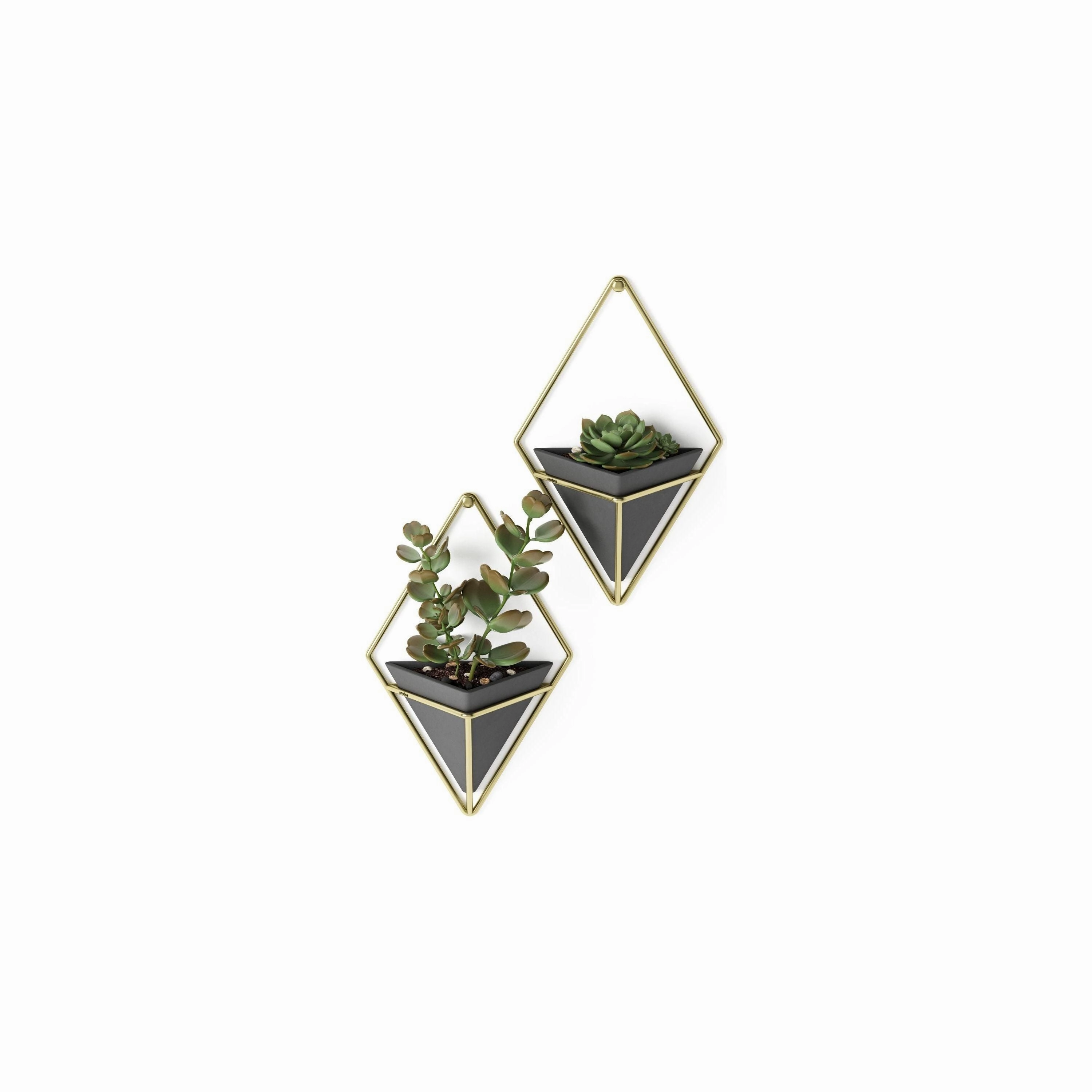 Trigg Wall Display (Set of 2)