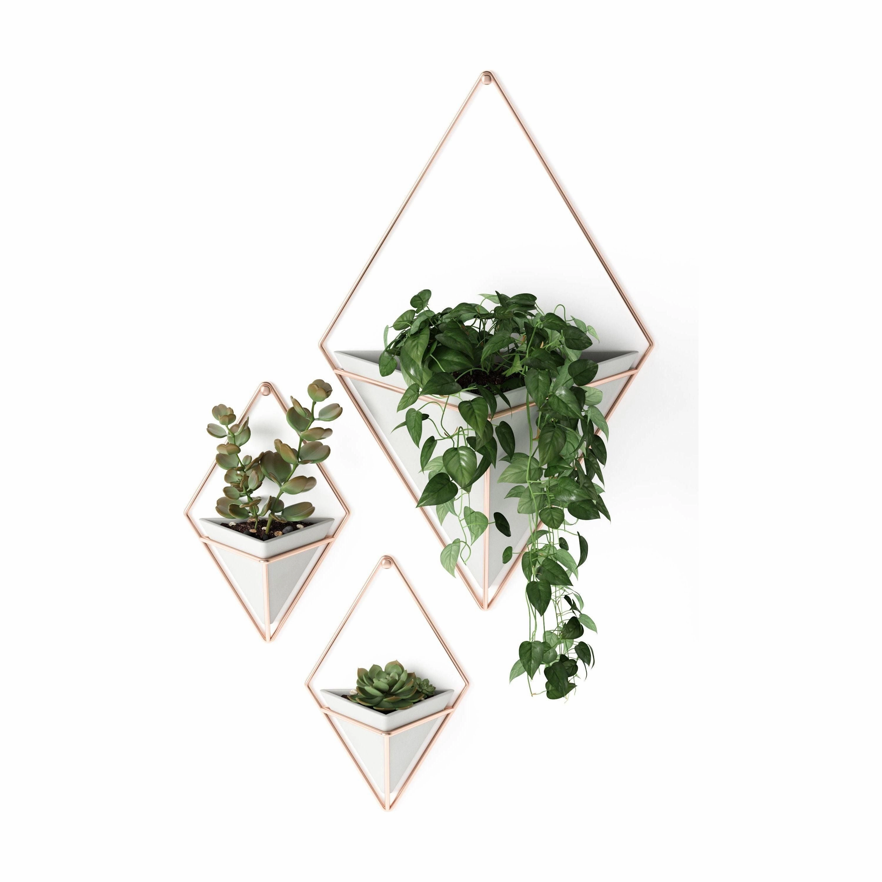 Trigg Wall Display (Set of 2)