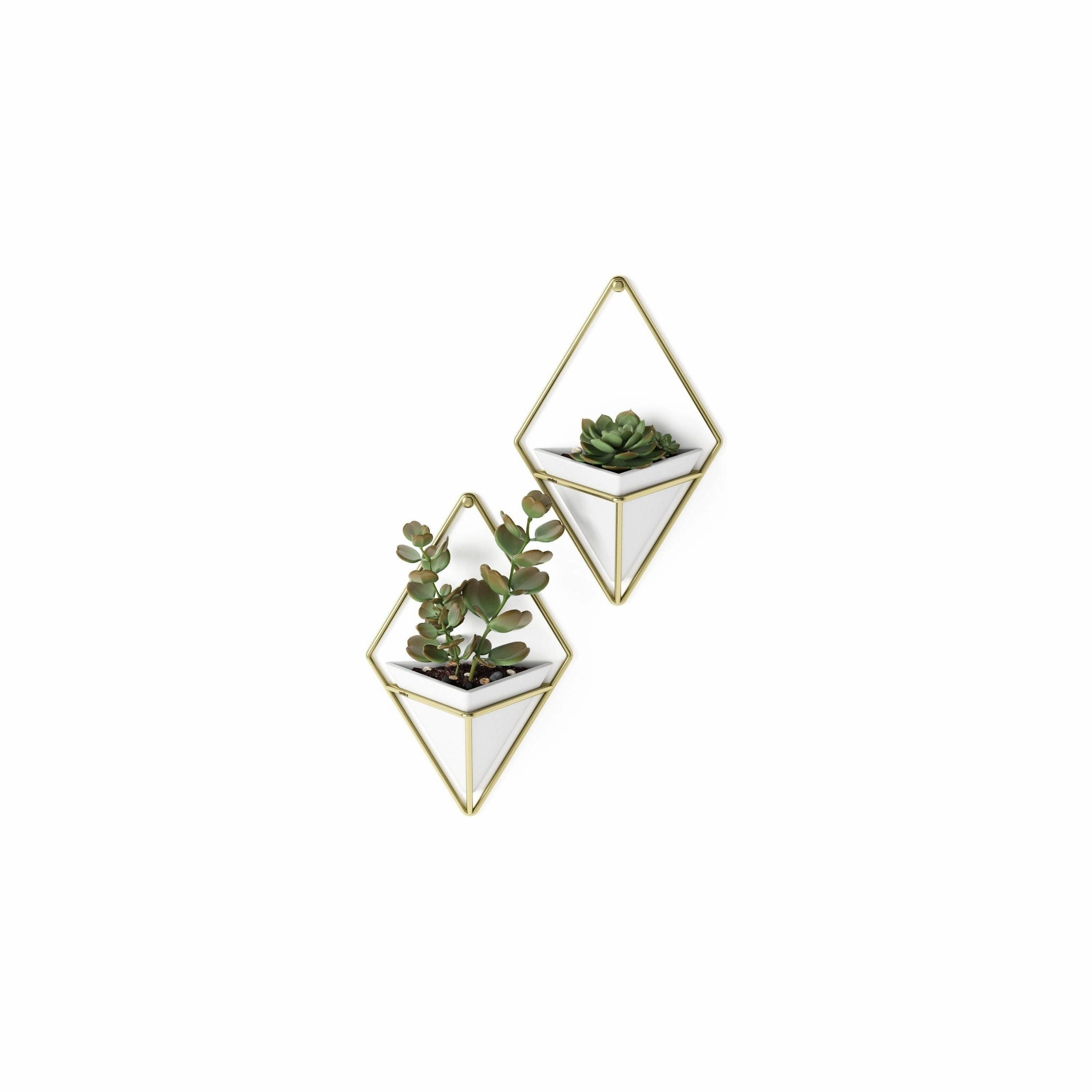 Trigg Wall Display (Set of 2)