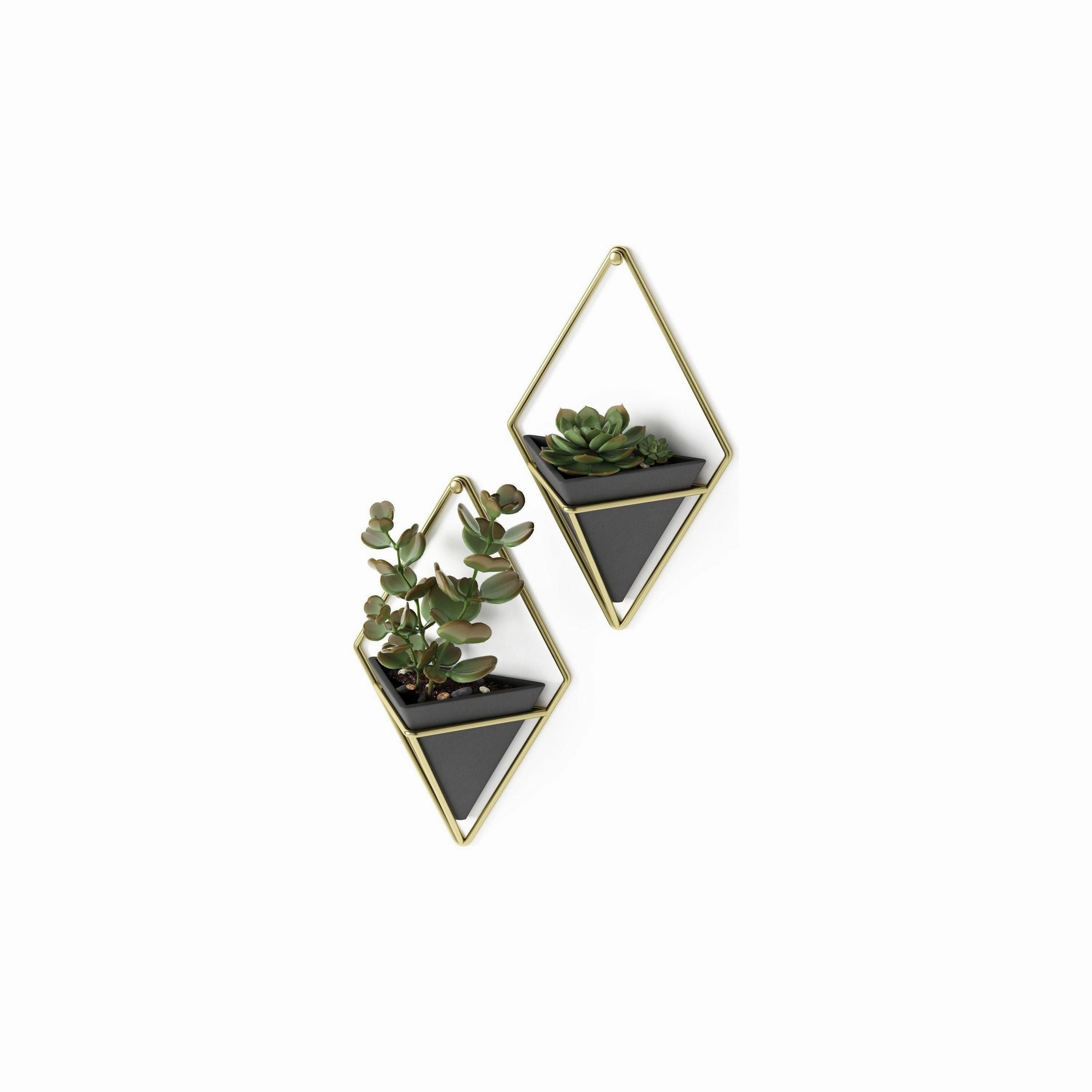 Trigg Wall Display (Set of 2)