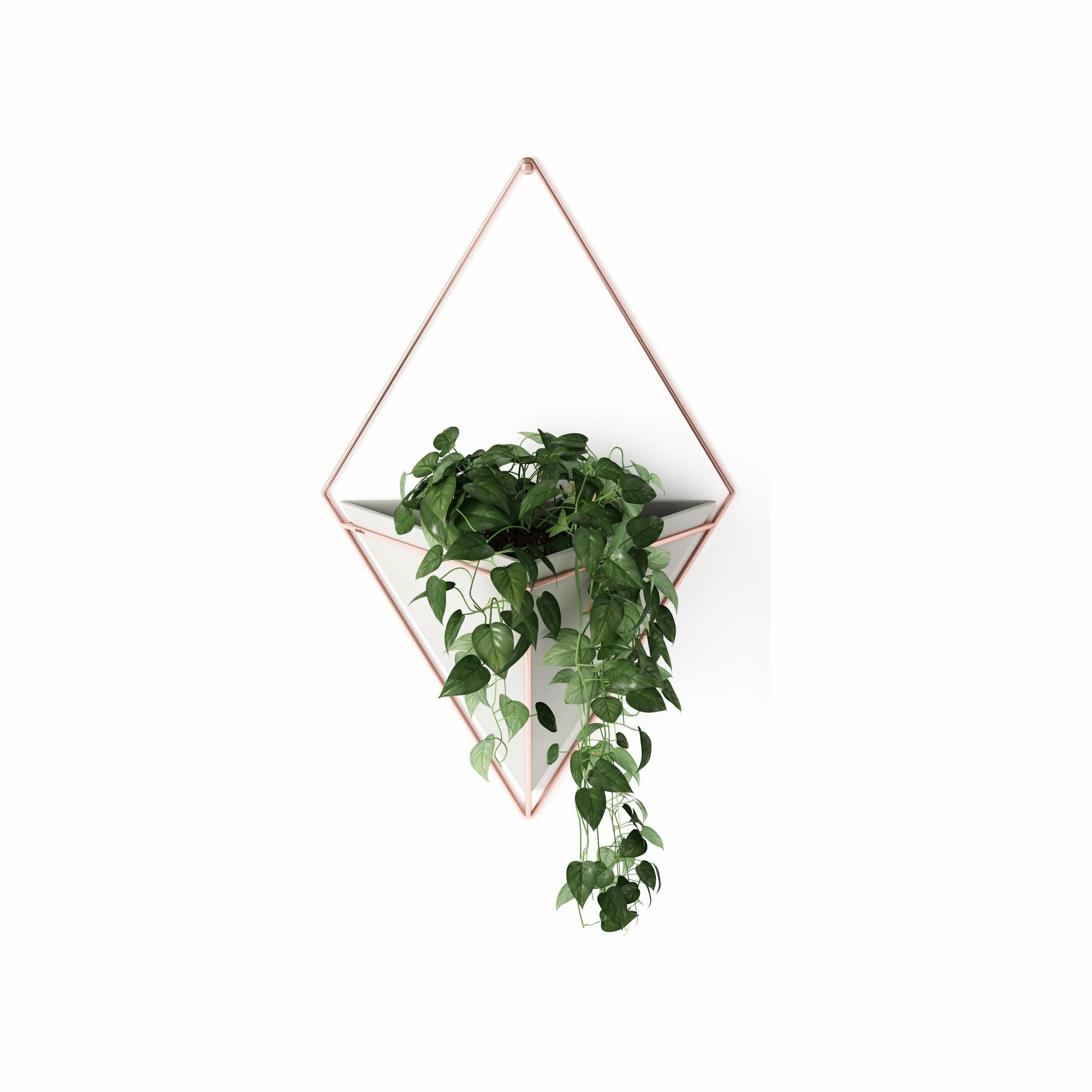 Trigg Wall Display